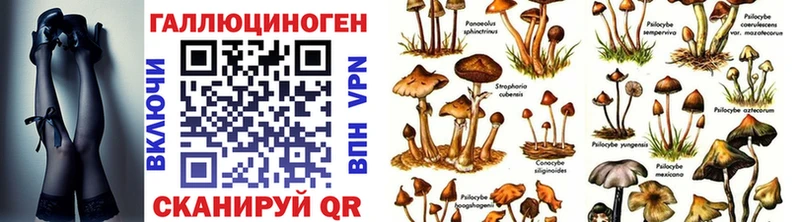 где купить наркоту  Кяхта  Псилоцибиновые грибы мицелий 